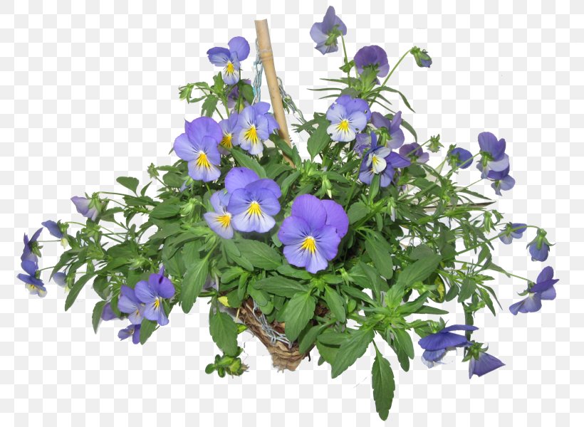Pansy Hare Hatch Sheeplands Basket Wicker Violet, PNG, 800x600px, Pansy, Annual Plant, Autumn, Basket, Bellflower Family Download Free