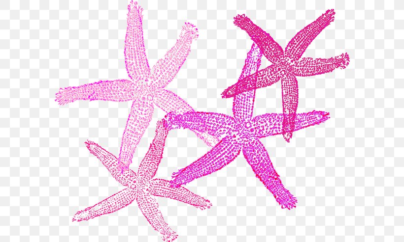 Starfish Clip Art, PNG, 600x493px, Starfish, Animation, Echinoderm, Information, Invertebrate Download Free