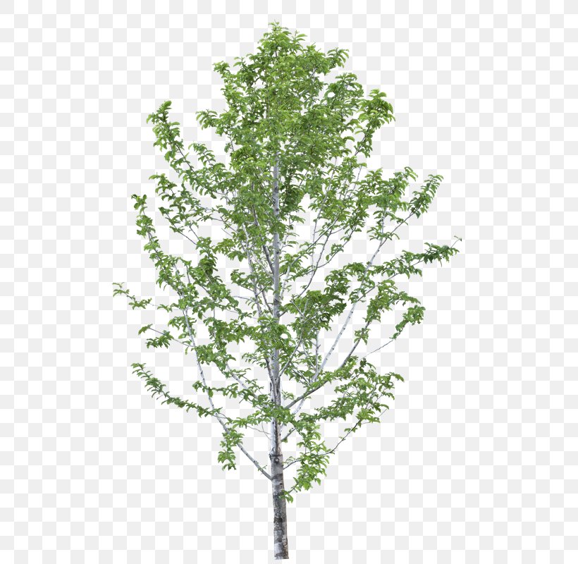 Birch Indian-almond Tree Plants Leaf, PNG, 566x800px, Birch, Almond, Bamboo, Branch, Elm Download Free