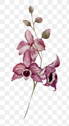 Flower - Drawing Watercolor Painting Botanical Illustration Flower PNG
