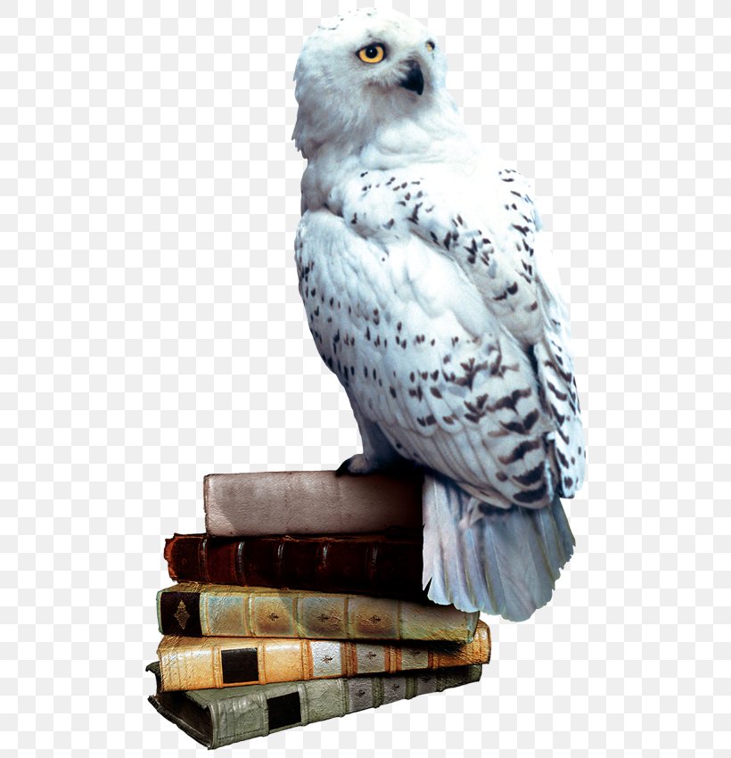 Harry Potter And The Philosopher's Stone Owl Harry Potter And The Chamber Of Secrets Ron Weasley, PNG, 520x850px, Owl, Beak, Bird, Bird Of Prey, Falcon Download Free