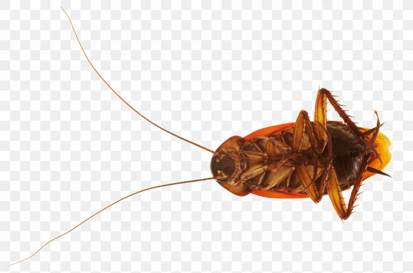 American Cockroach Insect Stock Photography Blattodea, PNG, 1280x848px, Cockroach, American Cockroach, Arthropod, Blattodea, German Cockroach Download Free