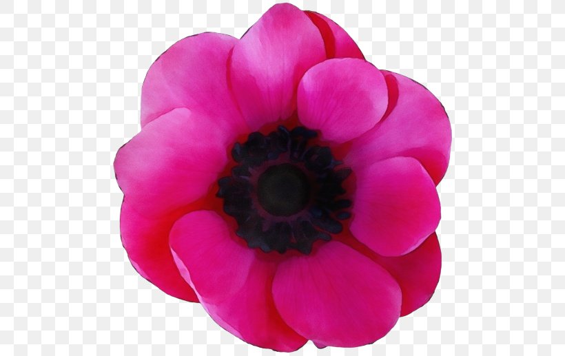 Anemone Magenta Close-up, PNG, 500x517px, Anemone, Annual Plant, Artificial Flower, Closeup, Flower Download Free