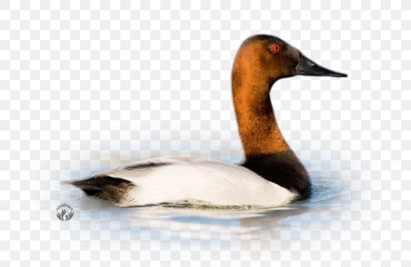 Duck Goose Cygnini Fauna, PNG, 800x533px, Duck, Beak, Bird, Cygnini, Ducks Geese And Swans Download Free