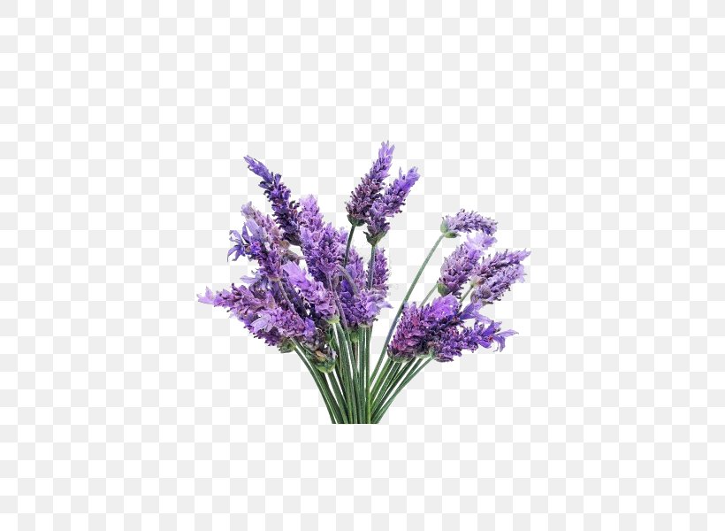 English Lavender Flower Essential Oil Lavender Oil French Lavender, PNG, 600x600px, English Lavender, Artificial Flower, Bath Bomb, Cut Flowers, Essential Oil Download Free