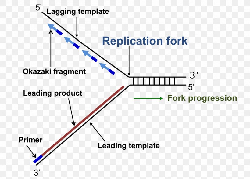 DNA Replication Replication Fork Enzyme Triangle, PNG, 1101x788px, Dna Replication, Diagram, Dna, Enzyme, Parallel Download Free
