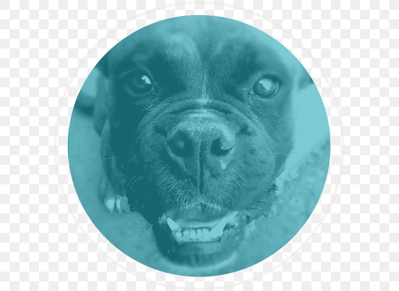 Dog Food Bark Dog Collar, PNG, 600x600px, Dog, Animal Shelter, Bark, Carnivoran, Collar Download Free