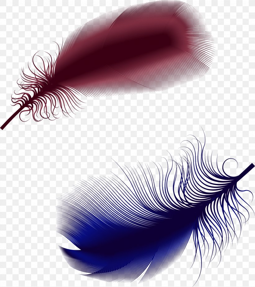 Feather, PNG, 2244x2521px, Feather, Beauty, Close Up, Color, Eyelash Download Free