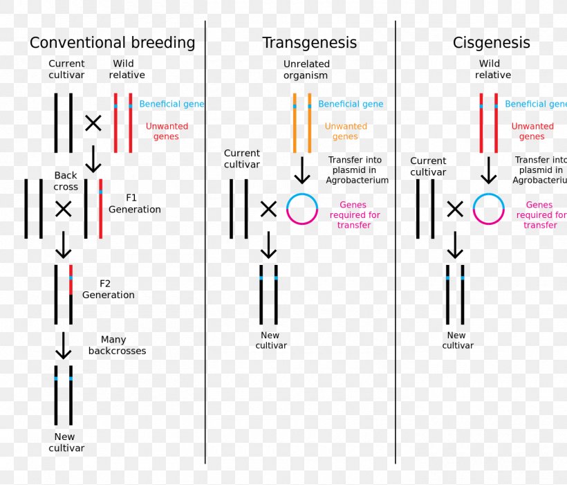 Cisgenesis Genetic Engineering Genetically Modified Crops Transgenesis, PNG, 1400x1197px, Cisgenesis, Area, Biology, Biotechnology, Brand Download Free