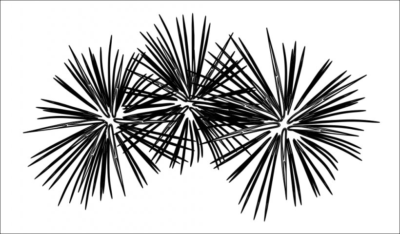 Fireworks Black And White Clip Art, PNG, 999x585px, Fireworks, Black And White, Branch, Drawing, Free Content Download Free