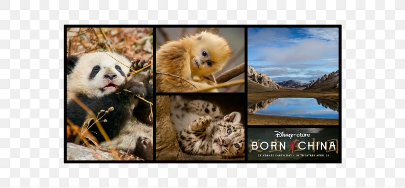 Picture Frames Collage Mammal Photomontage Newfoundland Dog, PNG, 678x381px, Picture Frames, Collage, Dog, Fauna, Mammal Download Free