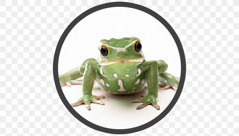 The Frog Prince Desktop Wallpaper Animal, PNG, 2520x1440px, Frog, Alligator, Amphibian, Animal, Cuteness Download Free