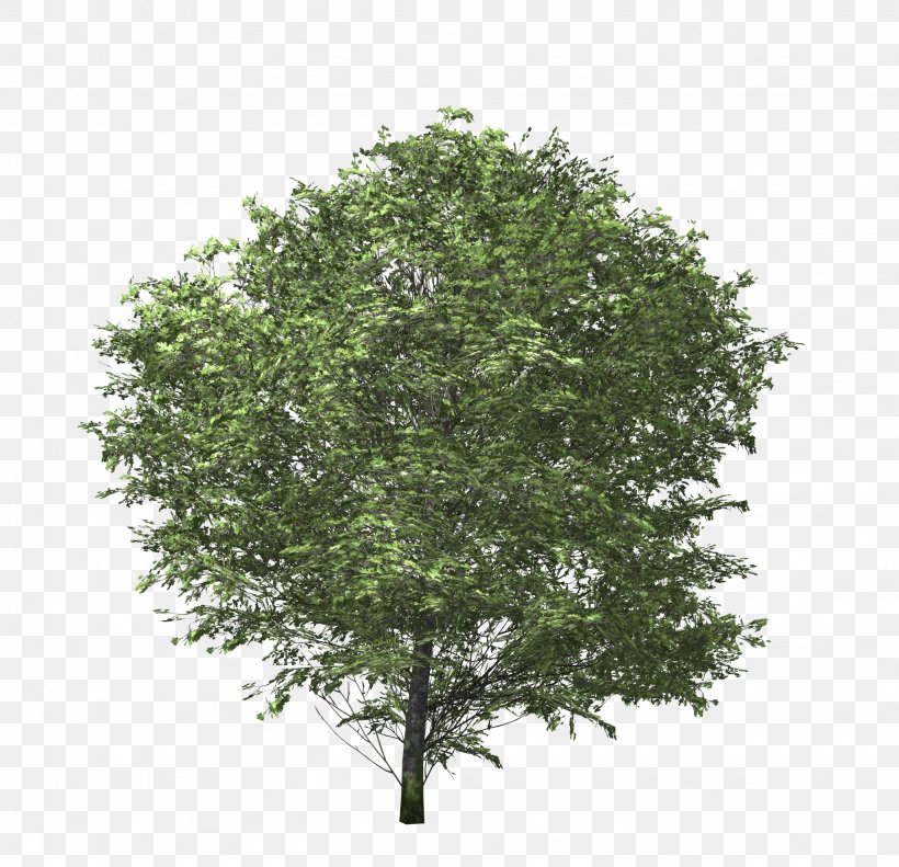 Tree Euonymus Fortunei Shrub Branch, PNG, 2048x1977px, 3d Computer Graphics, Tree, Animation, Branch, Dwg Download Free