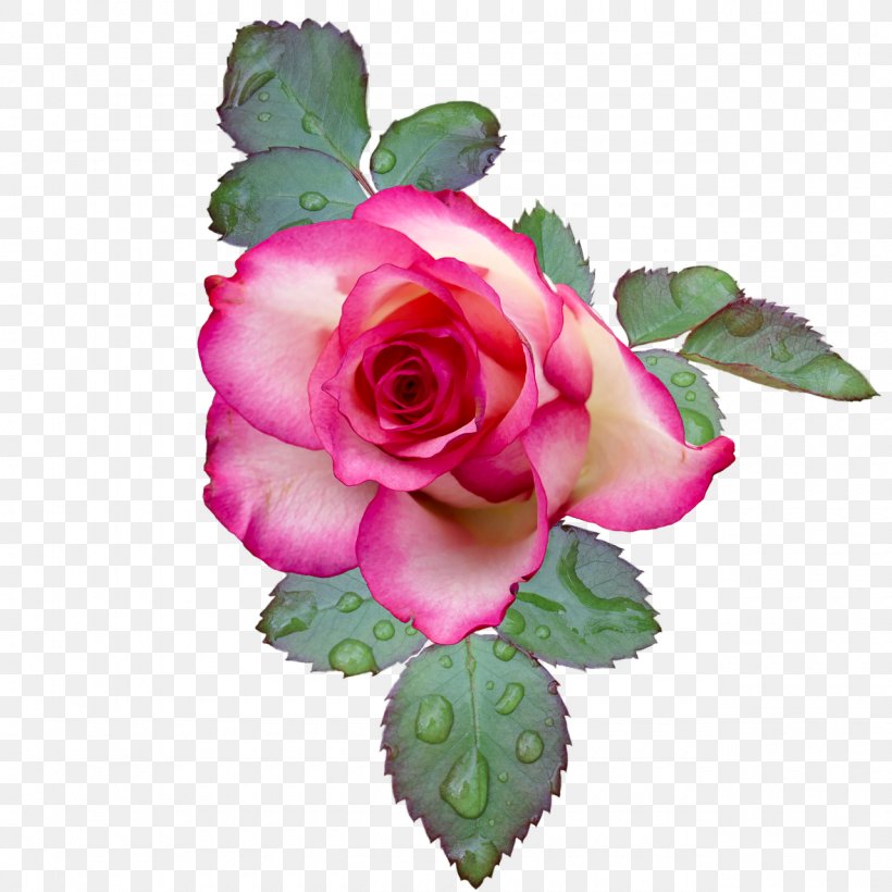 Garden Roses Flower Clip Art Image Pink, PNG, 1280x1280px, Garden Roses, Cabbage Rose, Cut Flowers, Floral Design, Floribunda Download Free