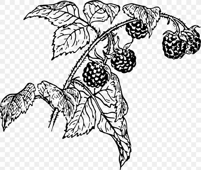 Raspberry Drawing Line Art Clip Art, PNG, 2399x2028px, Raspberry, Art, Artwork, Berry, Black And White Download Free