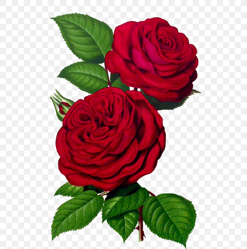 Rose Clip Art, PNG, 555x827px, Rose, Antique, China Rose, Cut Flowers, Floral Design Download Free