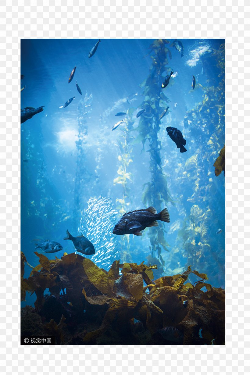 Sea Life Centres Ocean Underwater Aquarium, PNG, 2666x4000px, Sea Life Centres, Aquarium, Coral, Dolphin, Ecosystem Download Free
