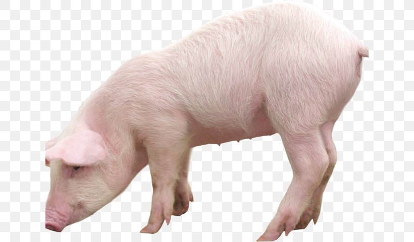 Wild Boar Transparency Guinea Pig George Pig, PNG, 640x480px, Wild Boar, Domestic Pig, Fauna, George Pig, Guinea Pig Download Free