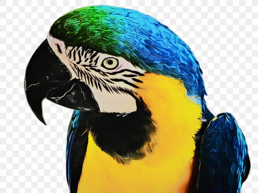 Bird Macaw Beak Parrot Parakeet, PNG, 2308x1732px, Watercolor, Beak, Bird, Budgie, Macaw Download Free