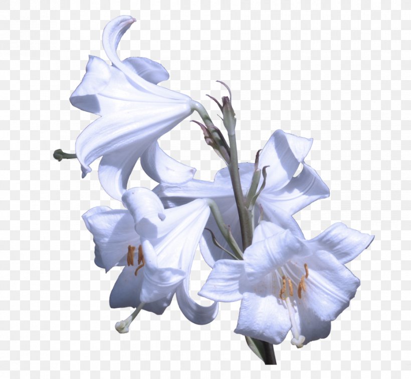 Flower White Plant Blue Petal, PNG, 930x859px, Flower, Bellflower Family, Blue, Dendrobium, Iris Download Free