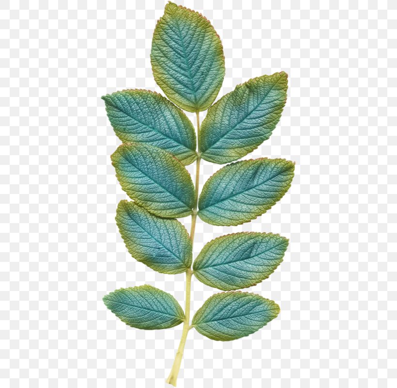 Leaf Drawing, PNG, 406x800px, Leaf, Cartoon, Cover Art, Drawing, Plant Download Free