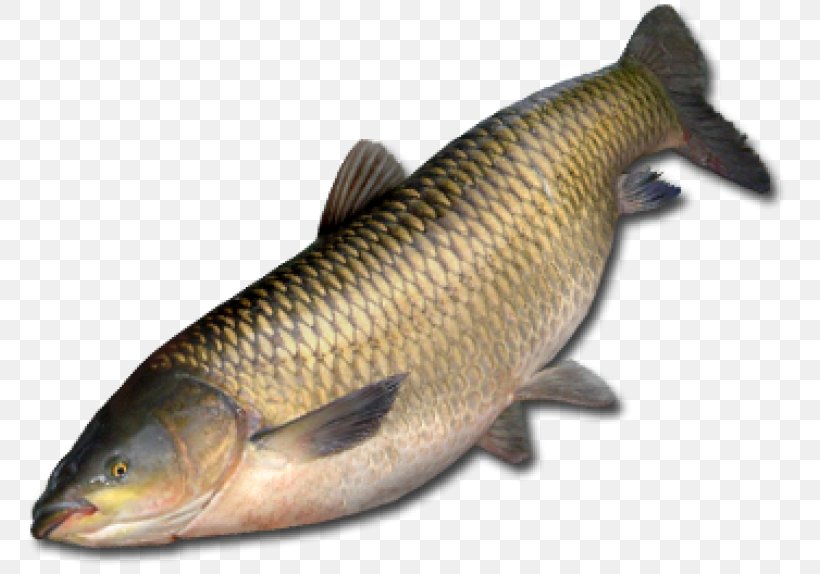 Amur River Grass Carp Common Carp Fish Northern Pike, PNG, 768x574px, Amur River, Angling, Animal Source Foods, Barramundi, Bass Download Free