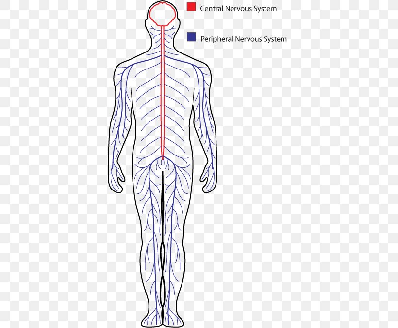 Central Nervous System Peripheral Nervous System Drawing Human Body