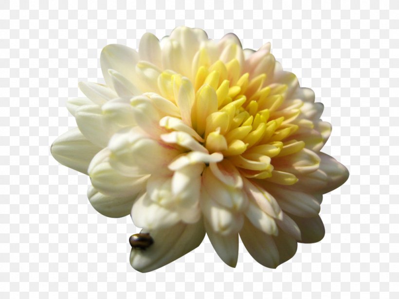 Chrysanthemum Xd7grandiflorum Chrysanthemum Tea Euclidean Vector, PNG, 1024x768px, Chrysanthemum Xd7grandiflorum, Chrysanthemum, Chrysanthemum Tea, Chrysanths, Dahlia Download Free