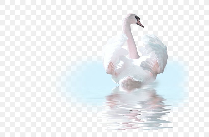 Cygnini Bird Goose Duck Clip Art, PNG, 800x538px, Cygnini, Beak, Bird, Duck, Ducks Geese And Swans Download Free