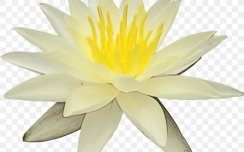 Fragrant White Water Lily Flower White Petal Yellow, PNG, 1368x855px, Watercolor, Aquatic Plant, Flower, Fragrant White Water Lily, Lotus Family Download Free