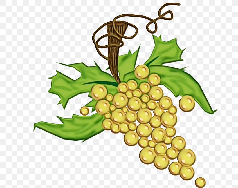 Grape Grapevine Family Leaf Grape Leaves Plant, PNG, 684x649px, Watercolor, Flower, Fruit, Grape, Grape Leaves Download Free