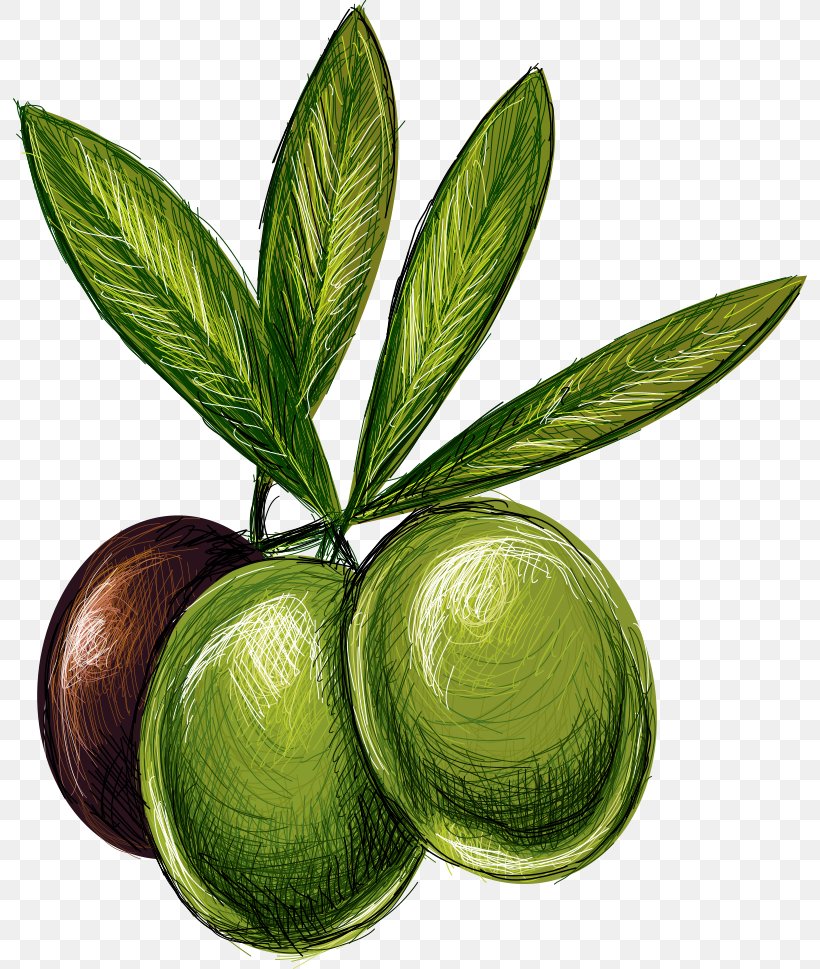 Lime Olive Drawing Illustration, PNG, 794x969px, Lime, Cartoon, Drawing