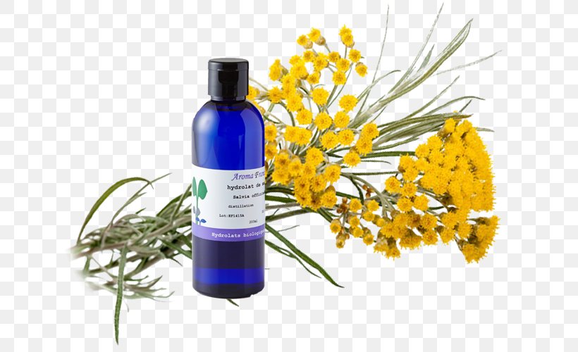 Curry Plant Helichrysum Arenarium Essential Oil Wound Herbalism, PNG, 640x500px, Curry Plant, Aromatherapy, Chemistry, Essential Oil, Everlasting Flowers Download Free