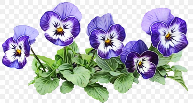 Drawing Of Family, PNG, 960x513px, Pansy, Drawing, Flower, Garden, Petal Download Free