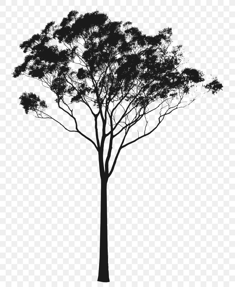 Eucalyptus Camaldulensis Eucalyptus Gunnii Eucalyptus Pauciflora Tree Clip Art, PNG, 771x1000px, Eucalyptus Camaldulensis, Black And White, Branch, Corymbia, Drawing Download Free