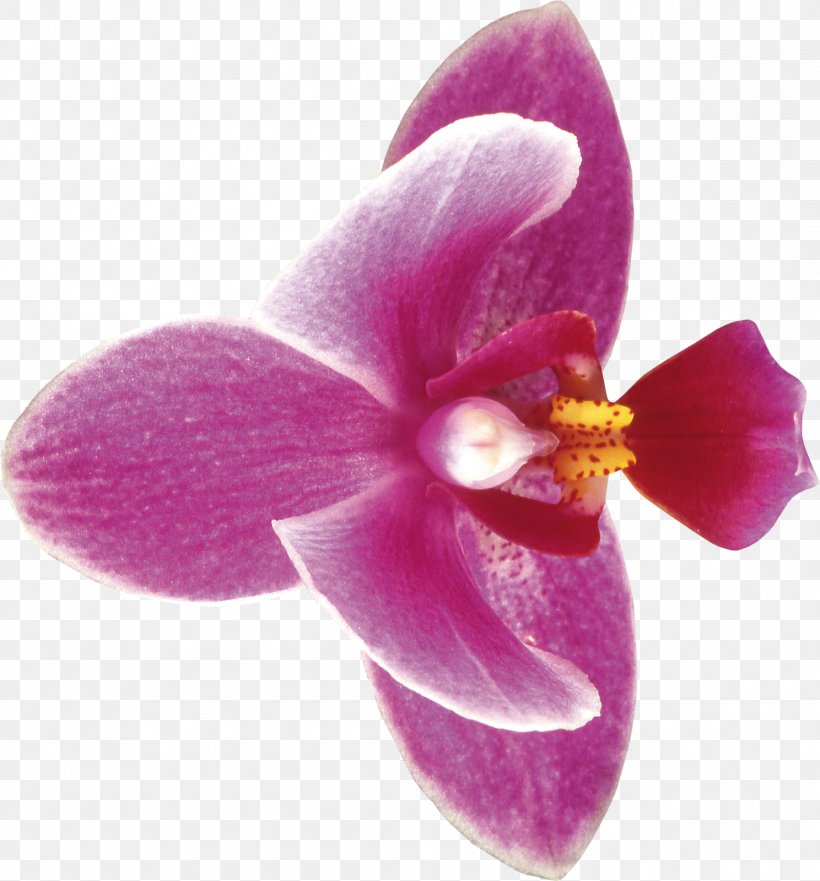 Moth Orchids Cut Flowers Clip Art, PNG, 1488x1600px, Moth Orchids, Cut Flowers, Flames, Flower, Flower Bouquet Download Free