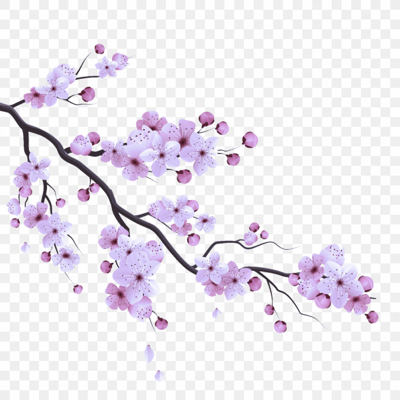 Cherry Blossom, PNG, 1024x1024px, Flower, Blossom, Branch, Cherry Blossom, Lilac Download Free