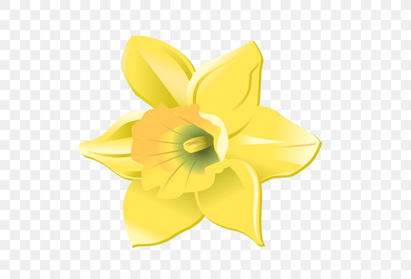 Daffodil Cut Flowers Petal, PNG, 512x558px, Daffodil, Amaryllis Family, Cut Flowers, Flower, Flowering Plant Download Free