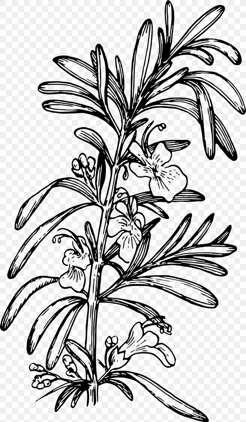 Rosemary Drawing Clip Art, PNG, 1398x2400px, Rosemary, Art, Artwork, Black And White, Branch Download Free