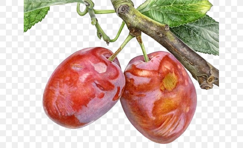 Watercolor Painting Drawing Botanical Illustration, PNG, 659x500px, Painting, Acerola, Acerola Family, Art, Artist Download Free