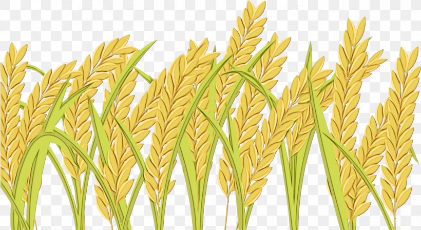 Wheat, PNG, 1401x767px, Watercolor, Cereal Germ, Elymus Repens, Flowering Plant, Food Grain Download Free