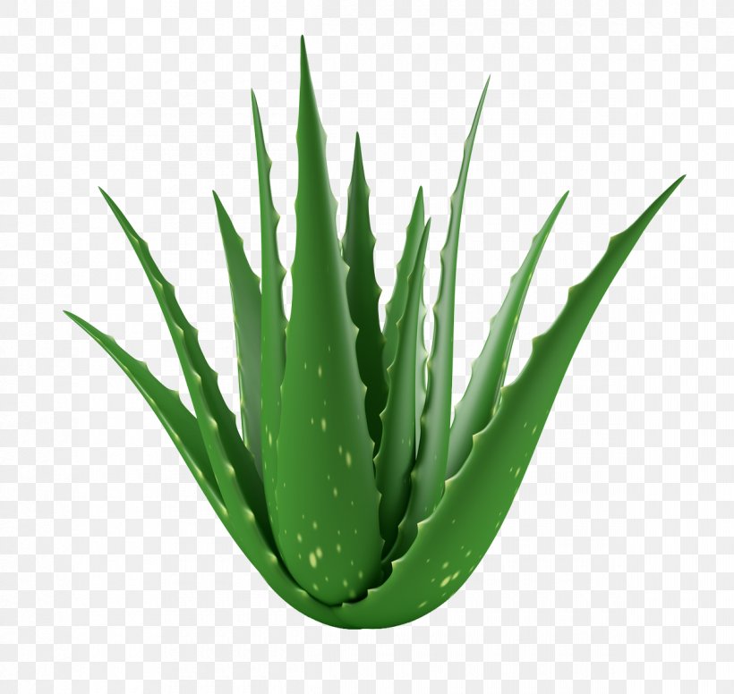 Aloe Vera Medicinal Plants Gel Succulent Plant, PNG, 1200x1137px, Aloe Vera, Acne, Agave Azul, Aloe, Aloes Download Free