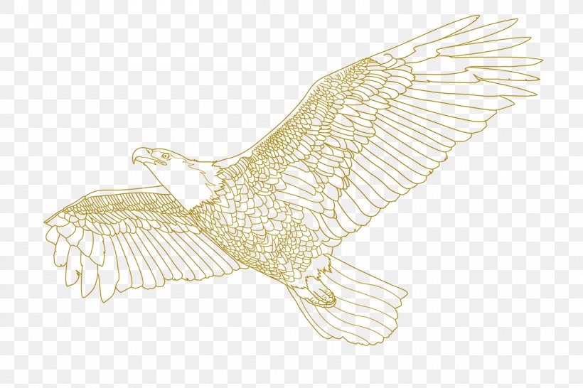 Bald Eagle Owl Drawing /m/02csf Hawk, PNG, 1200x800px, Bald Eagle, Accipitridae, Accipitriformes, Beak, Bird Download Free