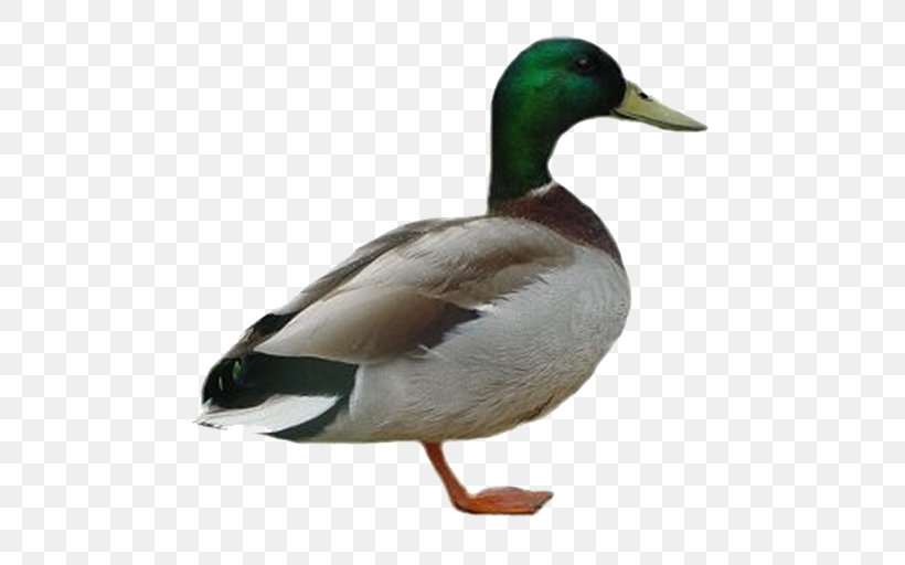 Duck Mallard American Pekin Clip Art, PNG, 512x512px, Duck, American Pekin, Beak, Bird, Canard Download Free