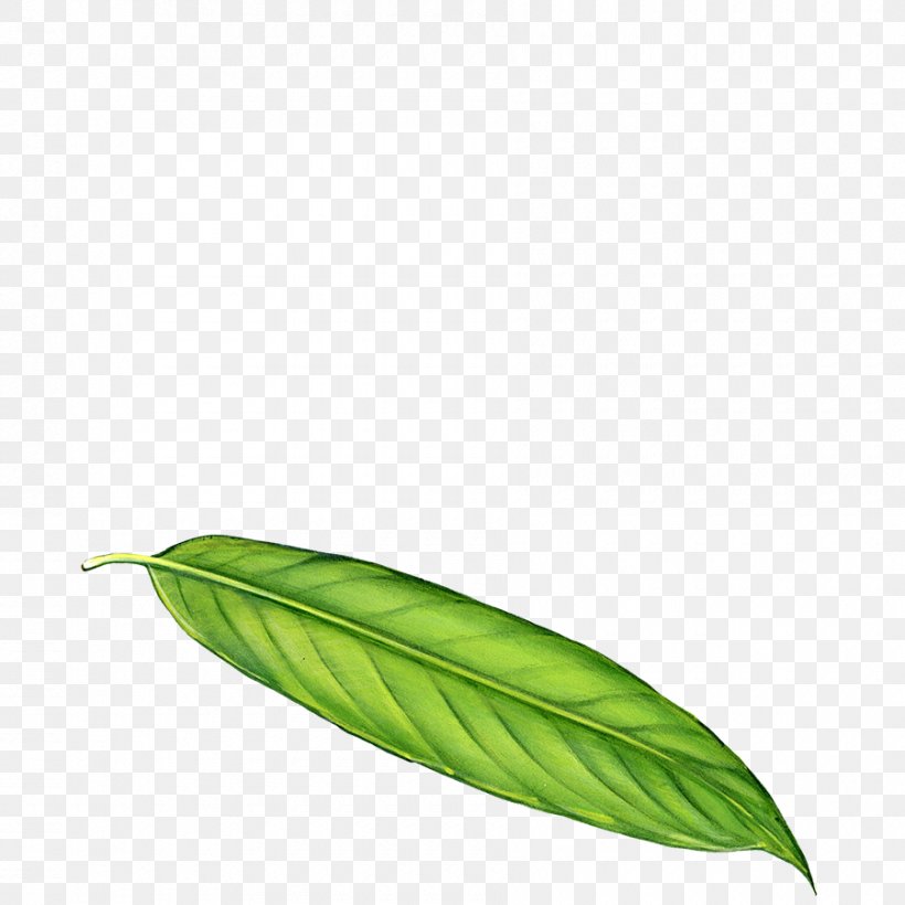 Leaf Tropical Rainforest Dendrocnide Moroides Variegation, PNG, 900x900px, Leaf, Breathing, Dendrocnide Moroides, Forest, Leaf Blowers Download Free