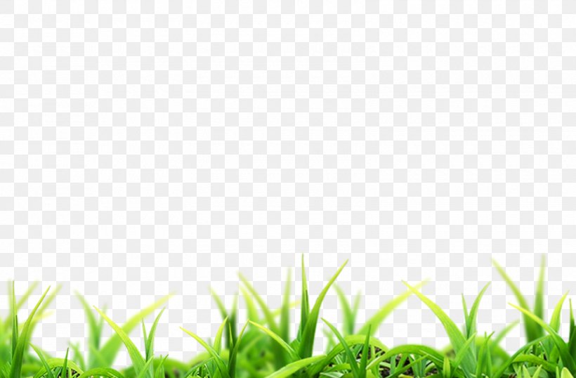 Nature Landscape Green, PNG, 1600x1051px, Nature, Biodiversity, Ecology, Field, Grass Download Free