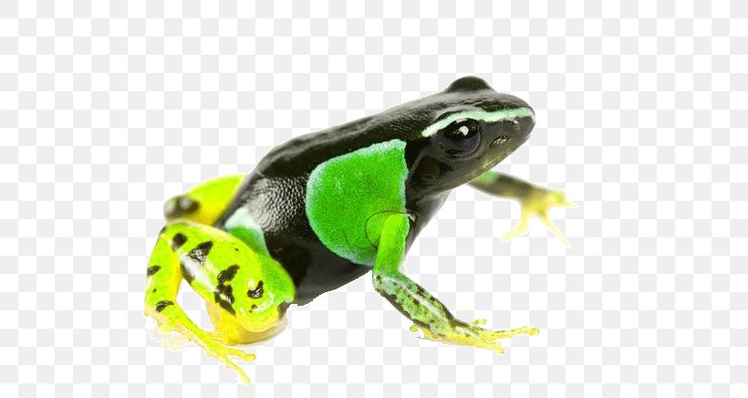 American Bullfrog Tree Frog The Photo Ark: One Man's Quest To Document The World's Animals Poison Dart Frog, PNG, 600x436px, American Bullfrog, Amphibian, Bullfrog, Frog, Golden Mantella Download Free