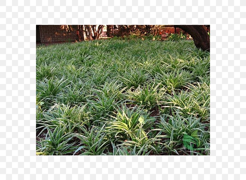 Chlorophytum Comosum Groundcover Garden Houseplant, PNG, 600x600px, Chlorophytum Comosum, Agave, Agave Angustifolia, Chlorophytum, Flower Garden Download Free