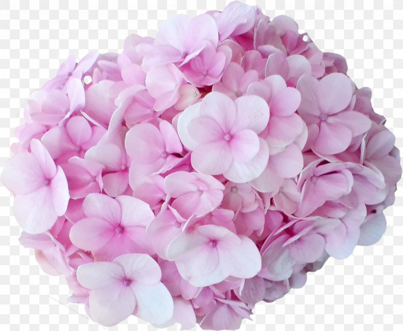 Hydrangea Cut Flowers Pink Peach, PNG, 1024x842px, Hydrangea, Color, Cornales, Cut Flowers, Flower Download Free
