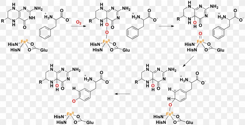 Phenylalanine Hydroxylase Hydroxylation Tyrosine Hydroxylase Hydroxylasen, PNG, 3678x1884px, Phenylalanine Hydroxylase, Amino Acid, Area, Aromatic Amino Acid, Biochemistry Download Free